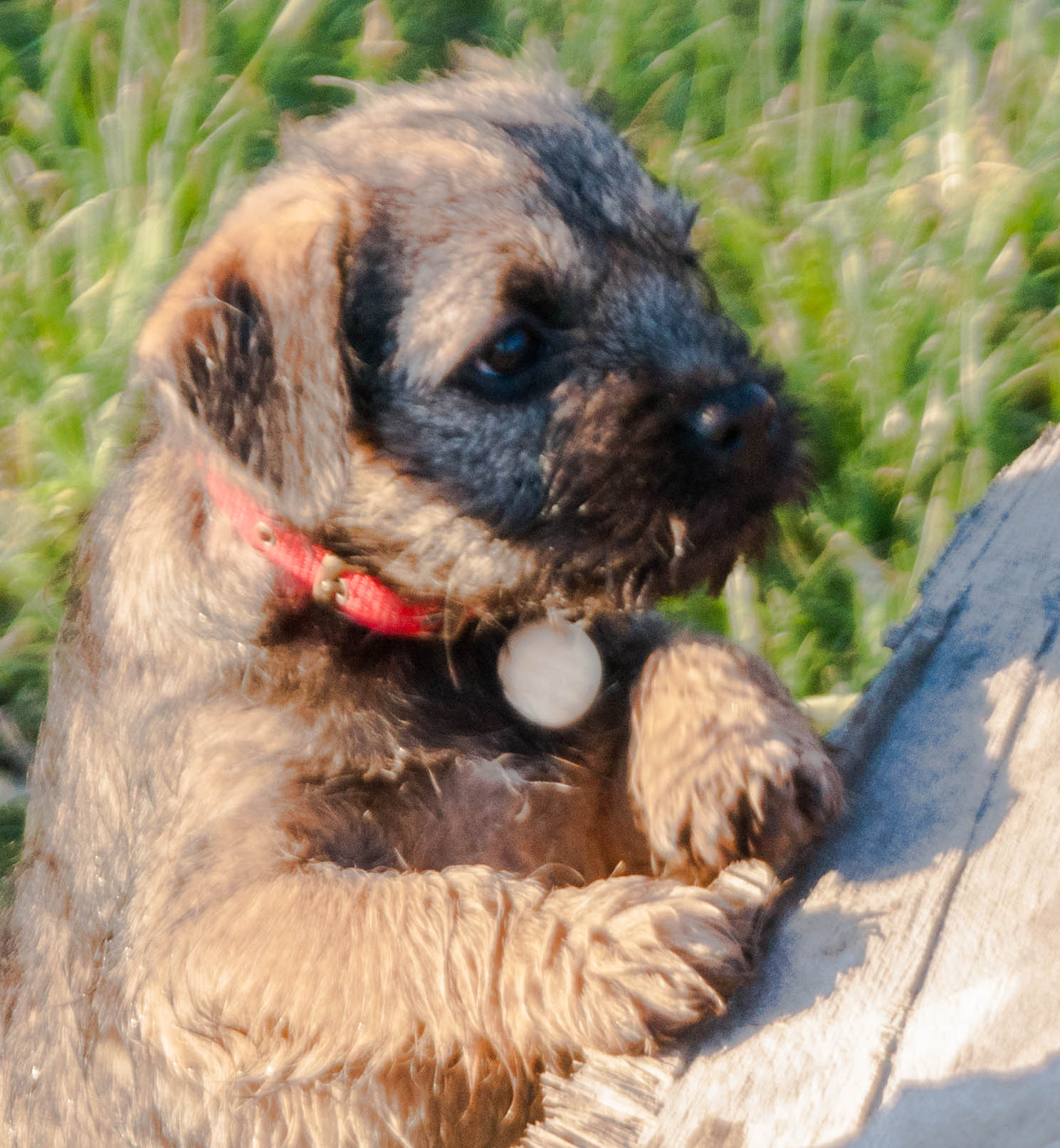A small puppy with brown fur wears a red collar and rests its paws on a log, set against a grassy background.