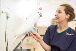 A white cockatoo perches on a woman's hand in a veterinary clinic. The woman, wearing a Vets Now uniform, smiles at the bird.