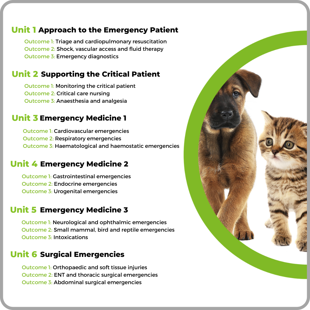 Cert VN In ECC Online Tutor Supported Learning With Vets Now