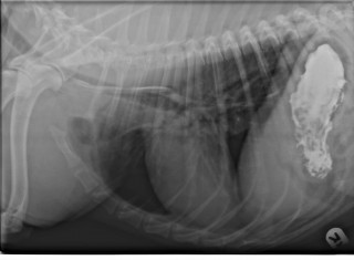 fig-1normalbariumswallow_dog-1024x752