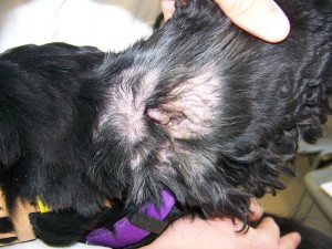 Otitis interna dog outlet treatment