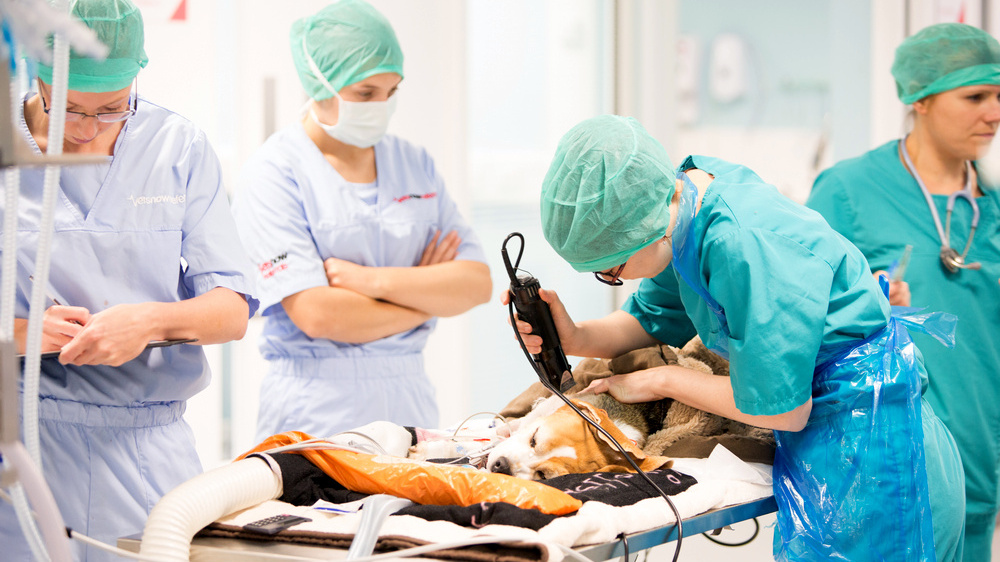 Veterinarians perform a medical procedure on a sedated dog on an operating table. They are wearing surgical scrubs and masks, surrounded by medical equipment in a brightly lit room.