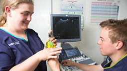 Two veterinary professionals examine a small parrot using an ultrasound machine in a clinical setting, with medical charts on the wall in the background. One holds the parrot gently.