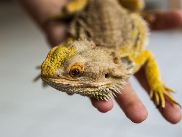 A bearded dragon rests calmly on a person's hand, showcasing its textured scales and vibrant yellow coloring, against a blurred indoor background.