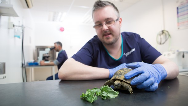 A tortoise rests on a table with lettuce, observed by a person wearing blue gloves, in a veterinary clinic setting with another person working in the background.