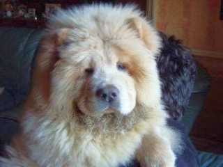 A fluffy Chow Chow dog faces forward, sitting on a sofa in a cozy living room, partially obscuring a person seated behind it.