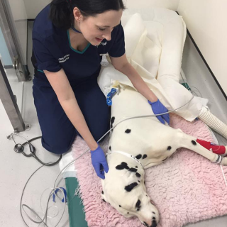 vets-now-george-tumour A Dalmatian lies on a pink mat, receiving medical attention from a person in scrubs and gloves, within a clinical setting. Visible text: “Carly Bow Veterinary Nurse.”