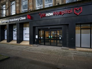 A smiling person with curly hair and a black headband, wearing a blue shirt with yellow trim, featuring the Vets Now logo. The background is softly blurred and neutral.