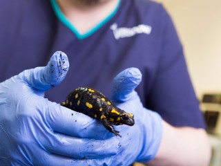 A black and yellow salamander is held by a person wearing blue gloves in a veterinary setting. The shirt bears partially blurred text: Veterinary.
