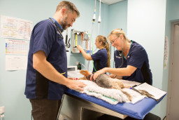 Veterinary professionals examine a dog on an operating table. A woman checks the dog's heartbeat, while another adjusts equipment. The room is clinical with charts and medical devices on the walls.