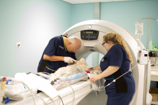 Vets Now partner practice vet hub Image of Vets Now vet staff working in our Glasgow pet hospital