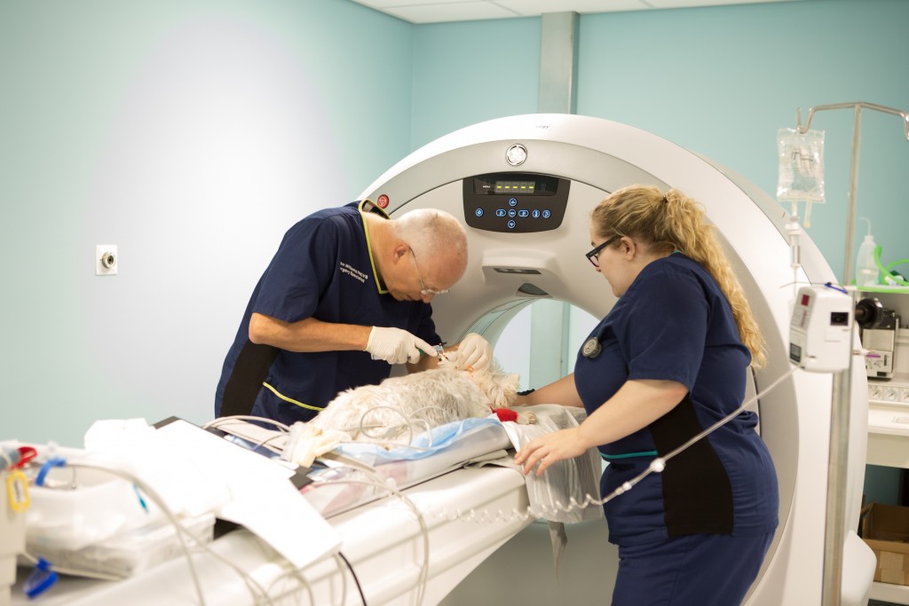 Vets Now partner practice vet hub Two veterinarians prepare a sedated dog for a CT scan inside a veterinary clinic, surrounded by medical equipment and an IV drip.
