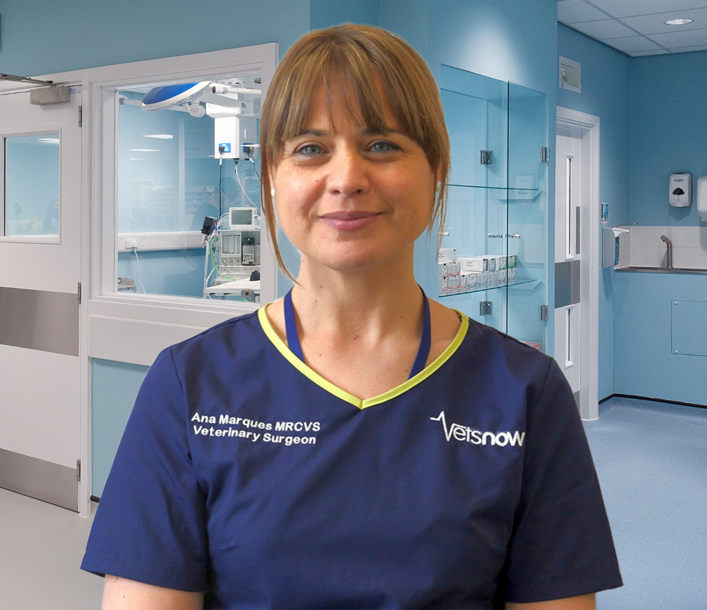 A veterinary surgeon stands smiling in a blue uniform. Text: Ana Marques MRCVS Veterinary Surgeon. The clinical environment features medical equipment and light blue walls, suggesting a veterinary facility.