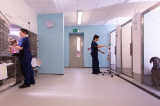 _C2A3522(1) Two veterinary staff care for dogs in a clean clinic, adjusting equipment and comforting the animals in kennels. A wall clock shows the time as 7:12.