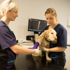 Vets-Now-Manchester-1488