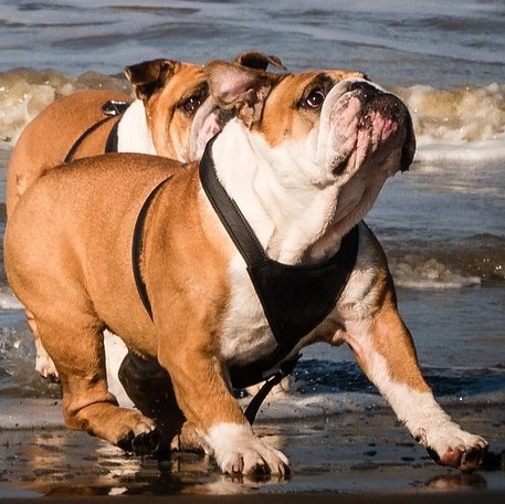 Blossom_bulldog