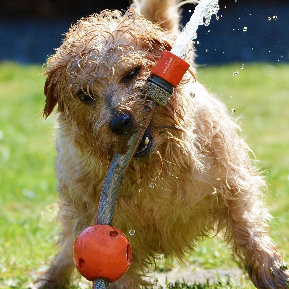 dog_hot_weather_tips