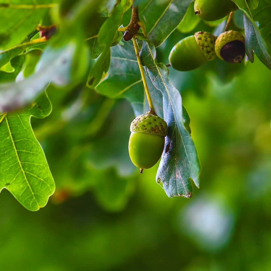 Our Autumn Hub for Partner Practices Vets Now Professionals