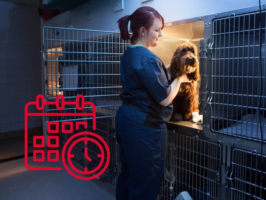 PP-hub-Bank-Holiday-Planner-Image A veterinary nurse tends to a dog sitting in an open metal cage within a clinical setting. A red calendar and clock icon overlay the scene, suggesting scheduling or appointment management.
