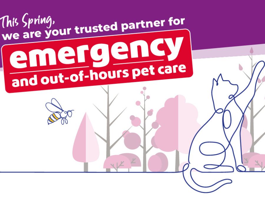 spring-vets-now-thumbnail Spring pet care emergency thumbnail with cat illustration and bees, highlighting Vets Now as a trusted partner.