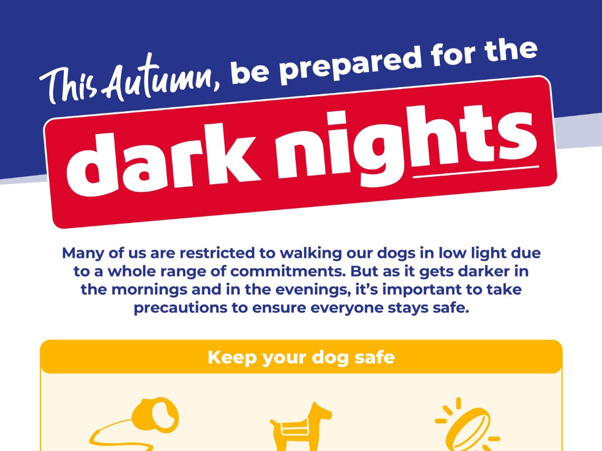 autumn_dark_nights_preview Illustration promoting pet safety during autumn dark nights, featuring a headline that reads