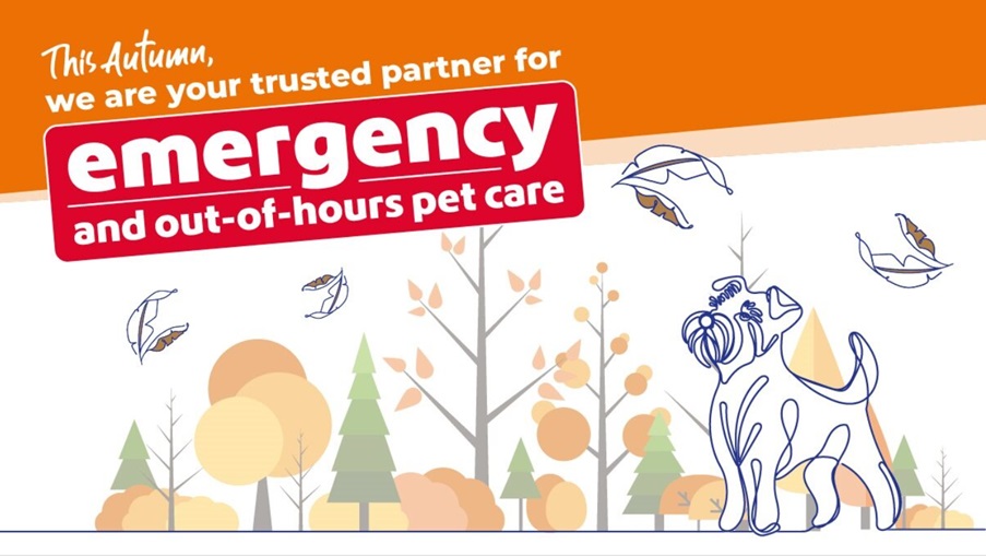 vets_now_autumn_hub_banner Autumn-themed graphic with the message