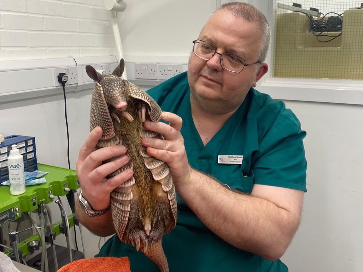 Matt_Rendle Image of Vet Matt Rendle holding an armadillo