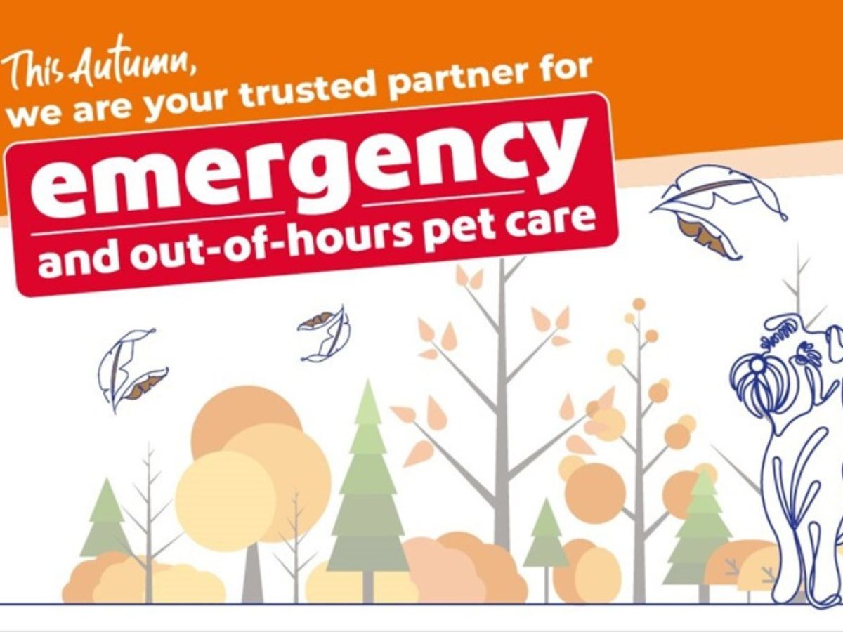 vets_now_autumn_hub_preview Autumn-themed graphic with the message