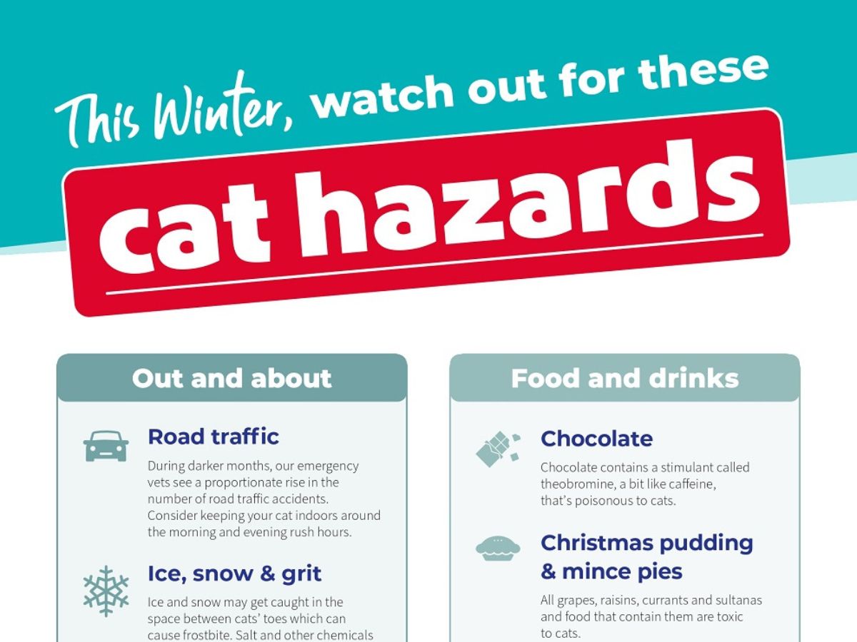 cat-winter-2025-preview