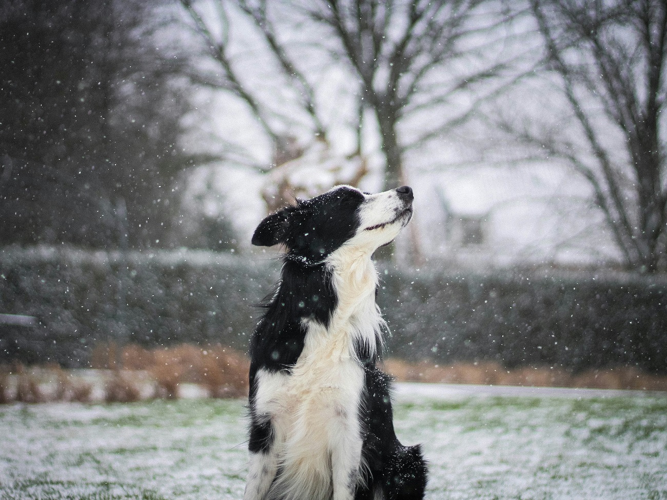 border-collie-snowfall A black-and-white Border Collie sitting outdoors in a snowy garden, tilting its head upward to catch falling snowflakes. The serene winter backdrop enhances the dog's joyful expression.