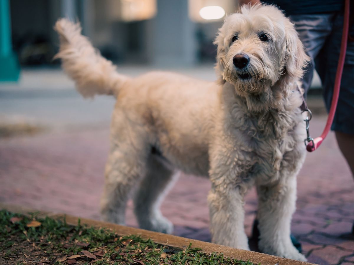 dog-on-lead Cream-coloured dog on a lead outdoors