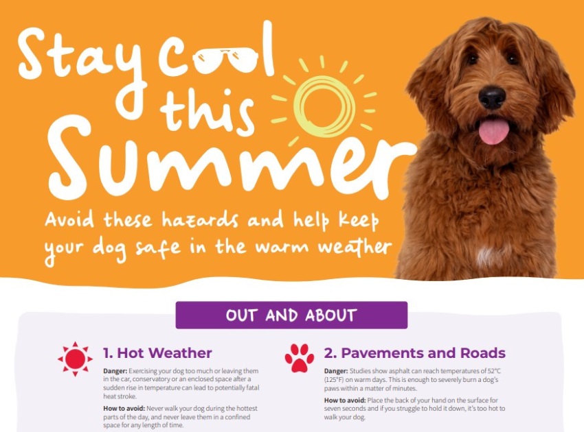 Vets Now Summer Hub Dog Dangers