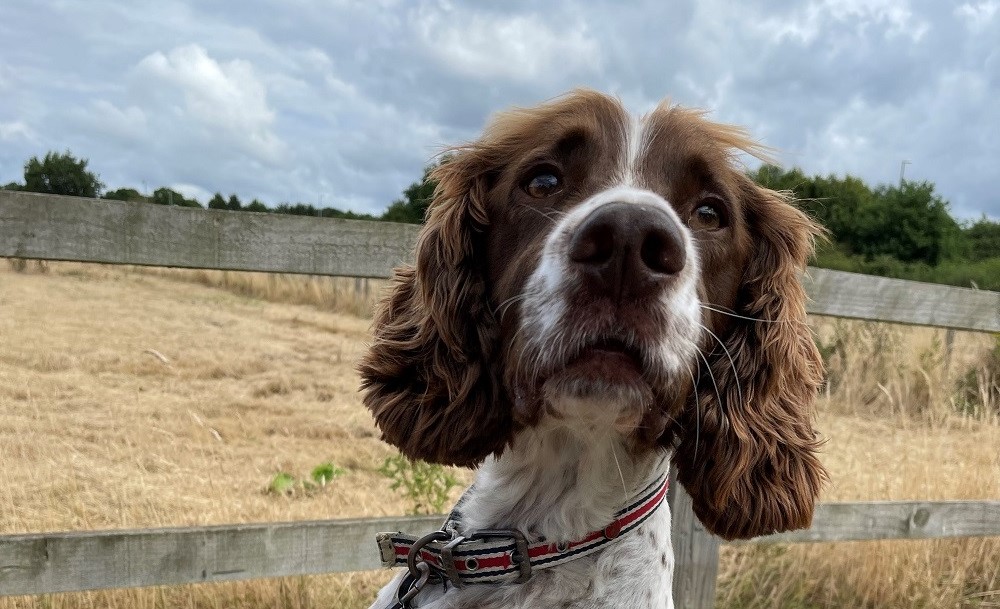 Denver_dog Denver_dog on a beach
