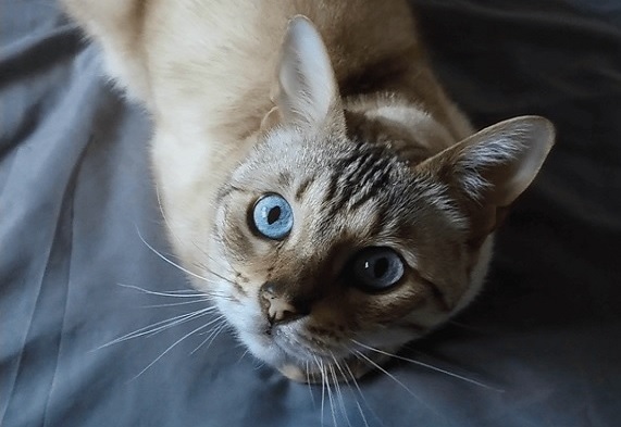 Micah bengal cat Micah bengal cat