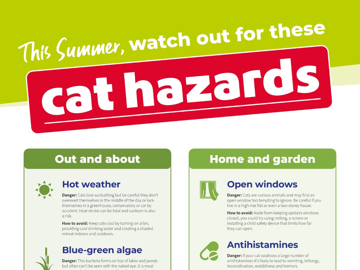 cat-hazards-summer-infographic Infographic highlighting summer dangers for cats such as hot weather, open windows, blue-green algae, and antihistamines