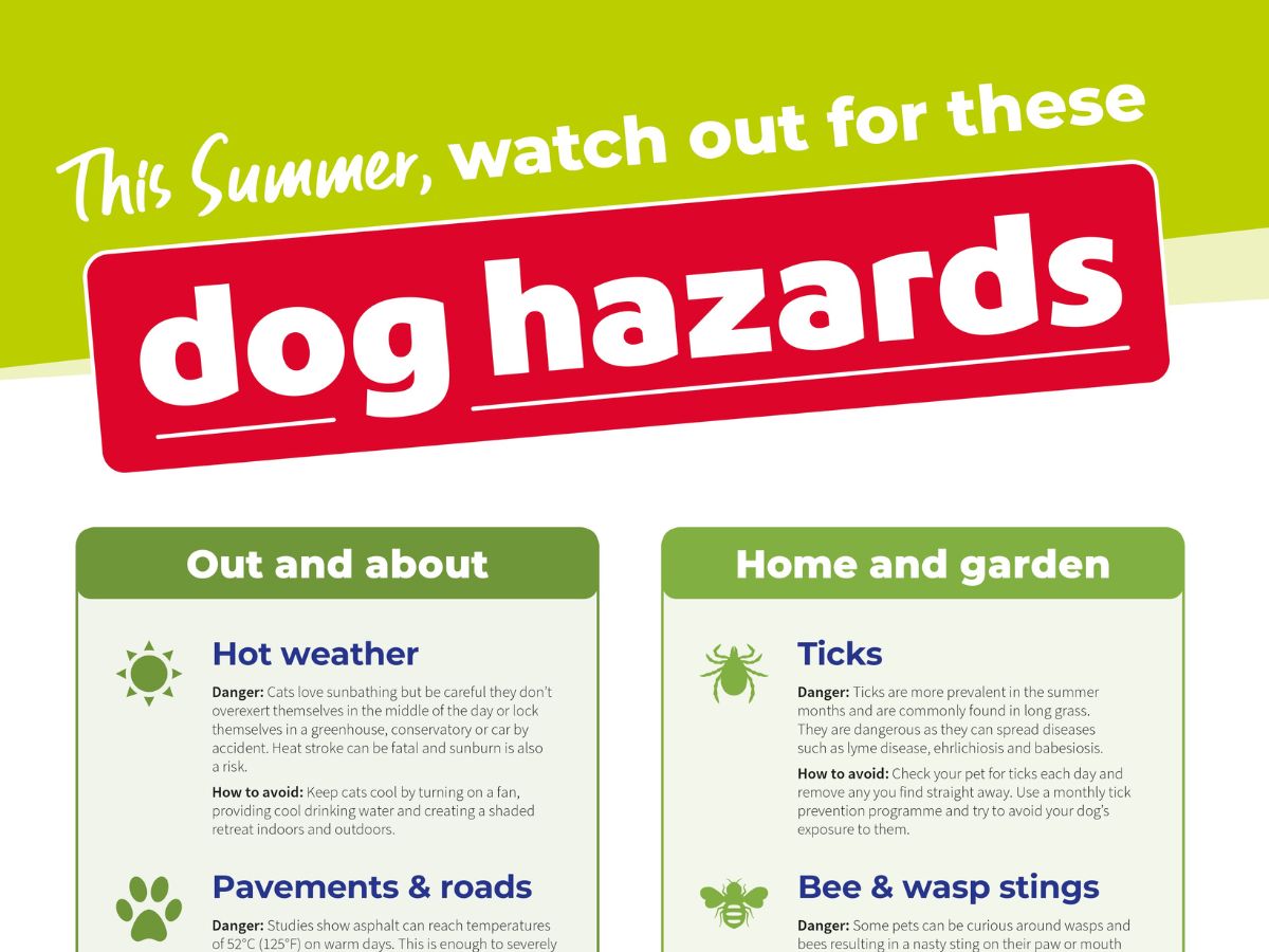 dog-hazards-summer-infographic Infographic warning about common summer hazards for dogs, including hot weather, pavements, ticks and wasp stings