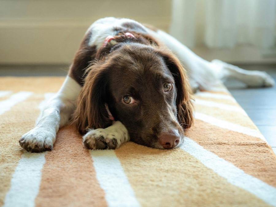 dog_lying_rug A spaniel with a soft brown-and-white coat lies stretched out on a patterned indoor rug, gazing upward with a calm, expressive face.