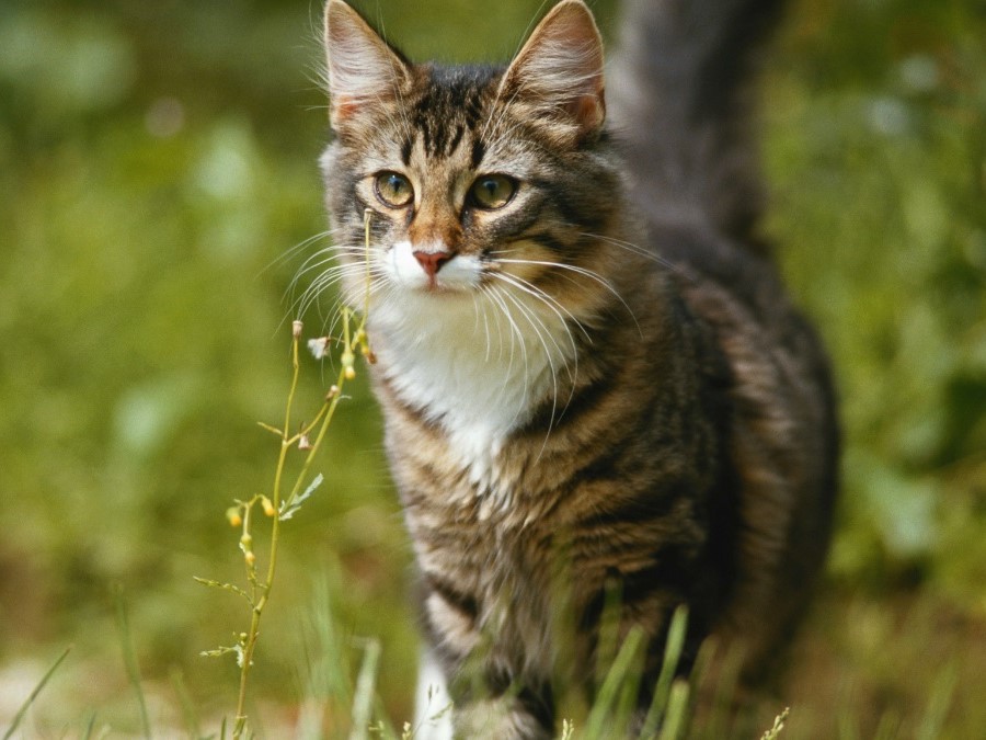 fluffy-tabby-cat-exploring-garden A fluffy tabby cat with a white chest standing alert in a green garden, surrounded by wildflowers and tall grass