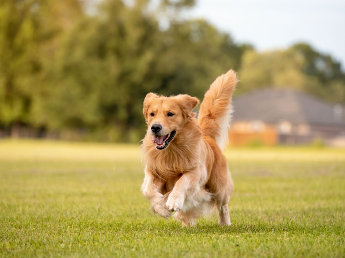 golden-retriever-running-field Golden retriever running energetically across a green field on a sunny day