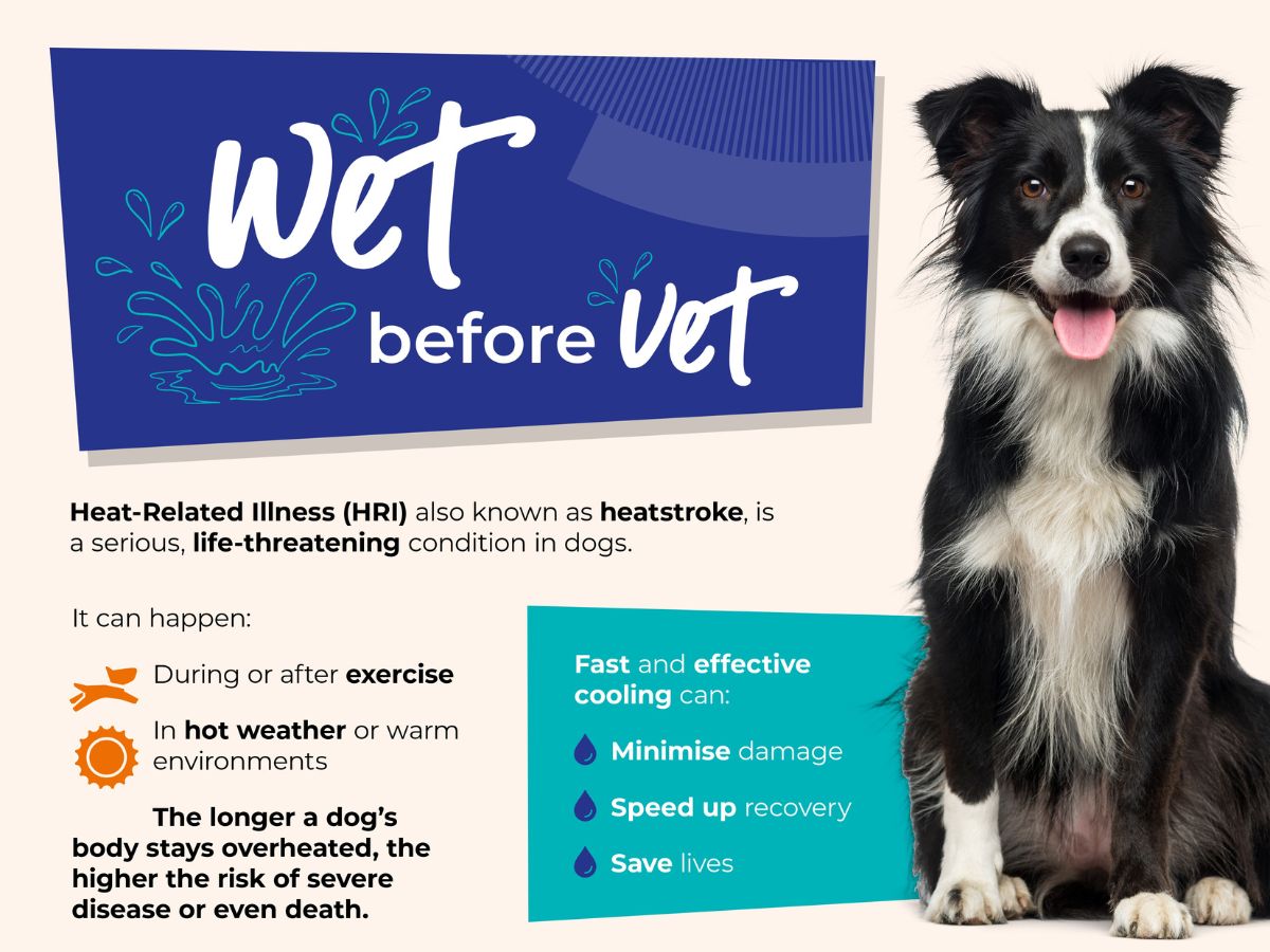 wet-before-vet-preview Vets Now graphic featuring a Border Collie and guidance on recognising and responding to heat-related illness in dogs.