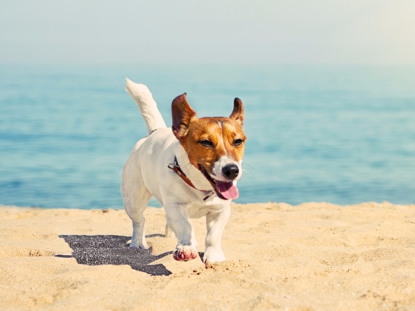 A Jack Russell playing on a beach