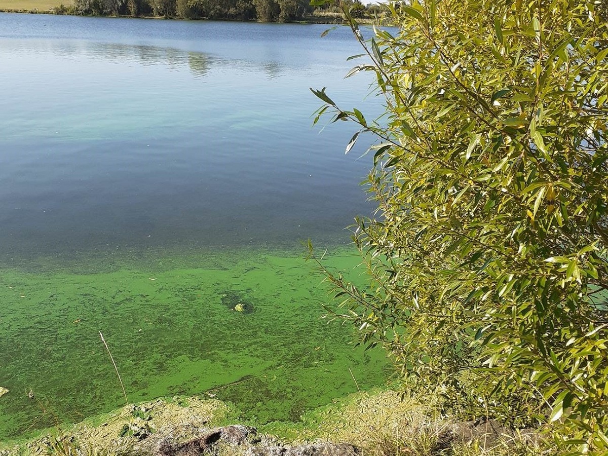 A pond with a patch of blue green algae floating on top