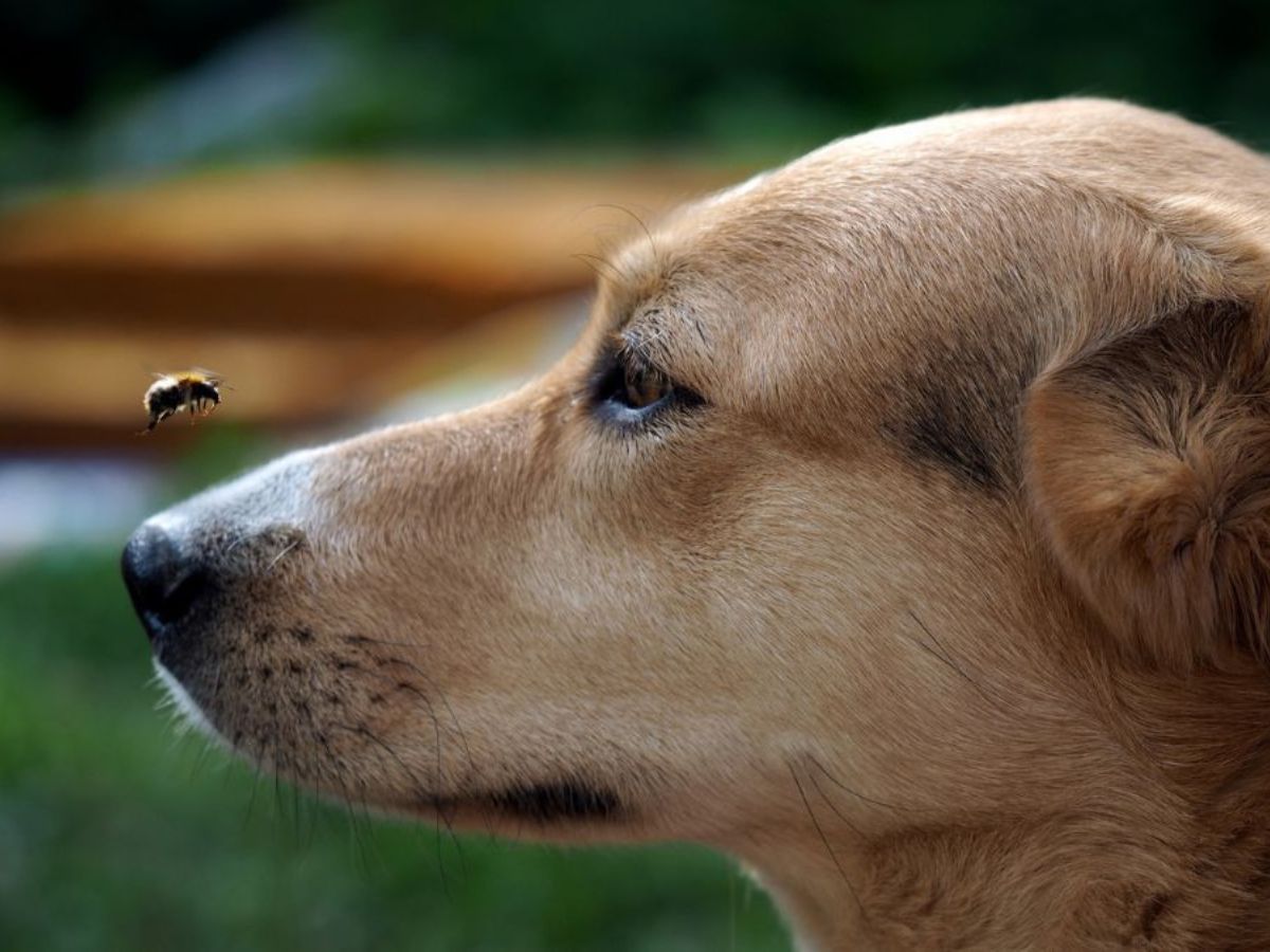 A close up image of a bee flying in front of a dog