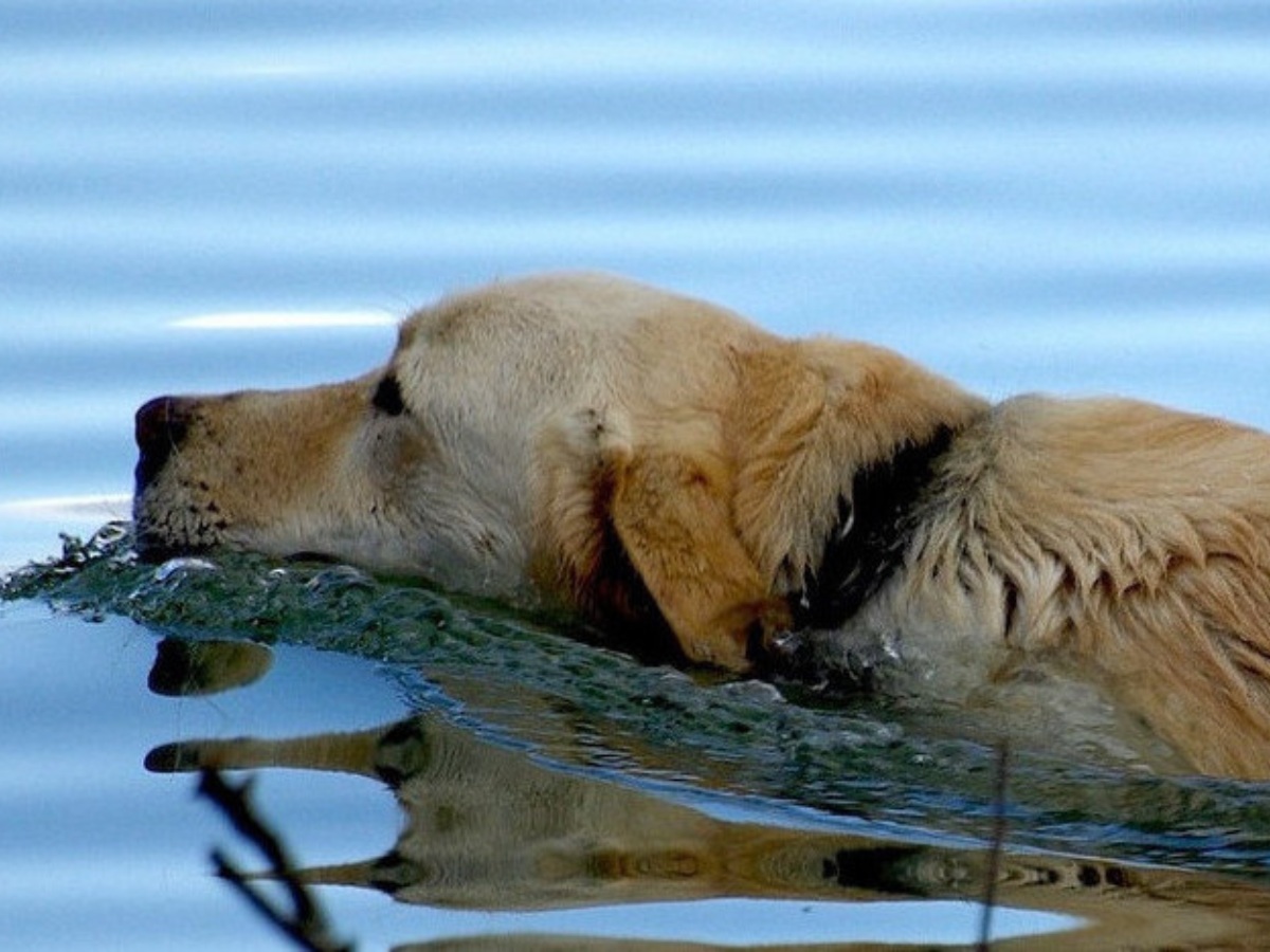 A dog swimming in water with the water up to the dogs neck