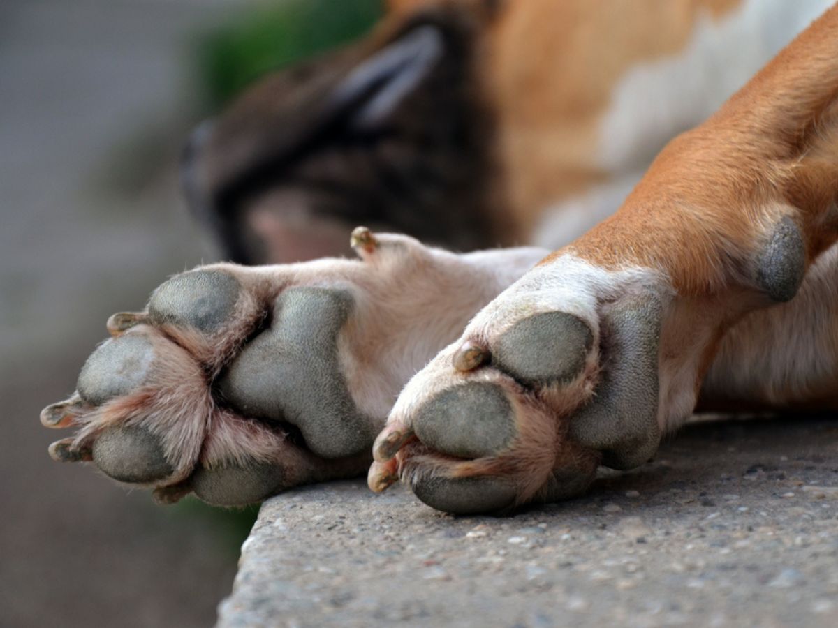 A close up image of a dogg's paws as the dog lies down