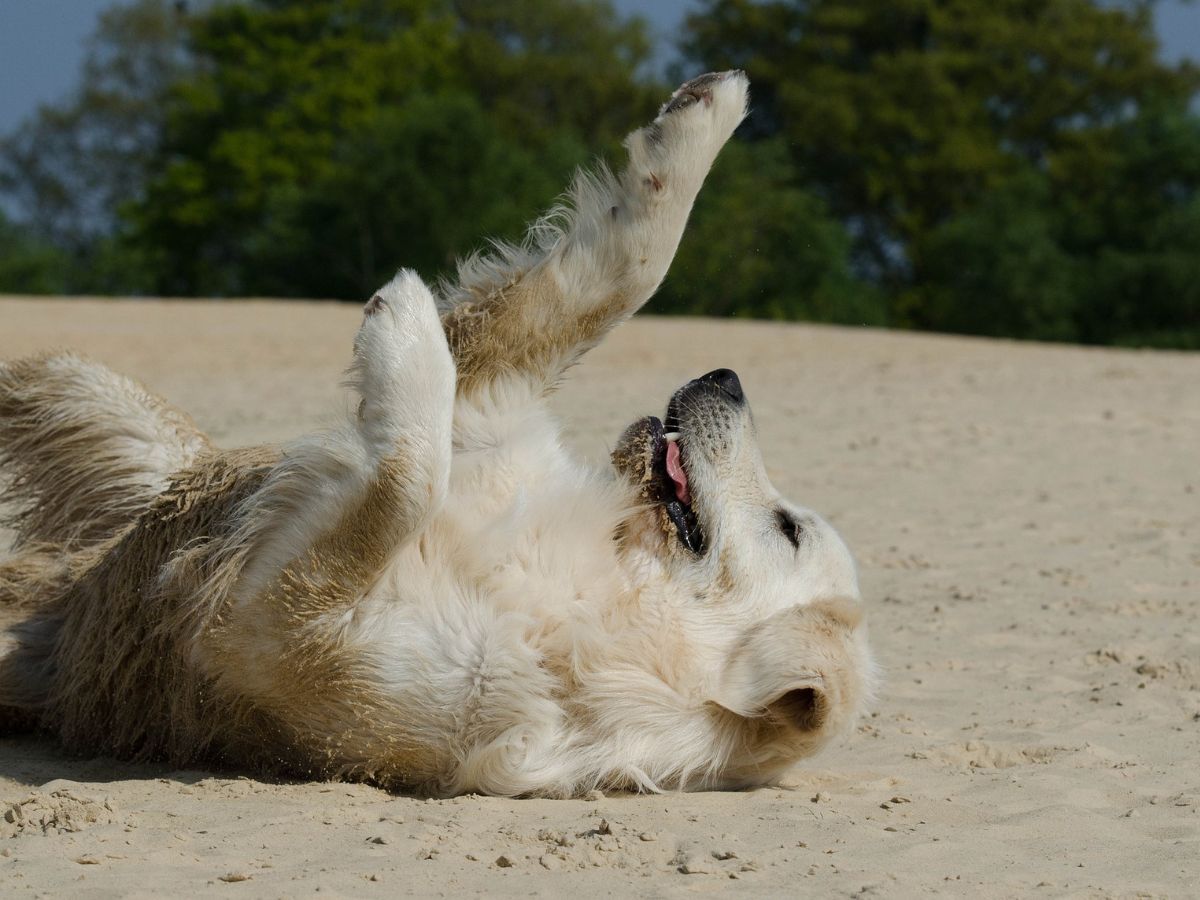 A dog playing on its back on a sandy beach