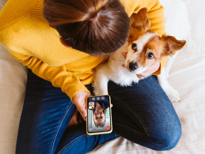 An owner holding a dog and having an online vet video consultation on a phone