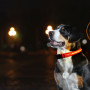 image of Vets Now Bright at Night dog wearing giveaway flashing collar