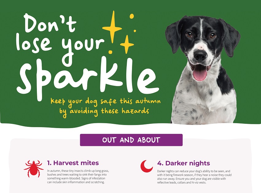 Vets Now Autumn Dangers Dogs