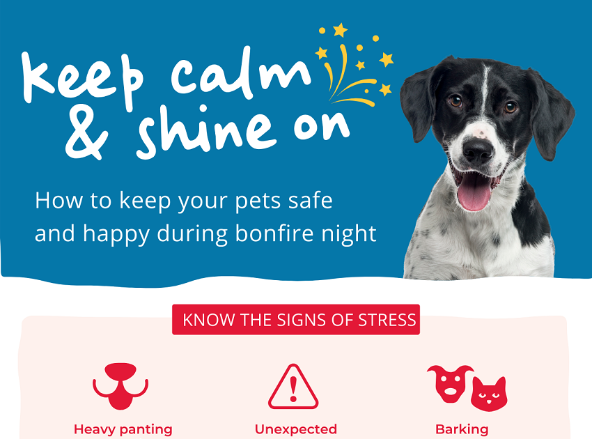 Vets Now Autumn Infographic Teaser